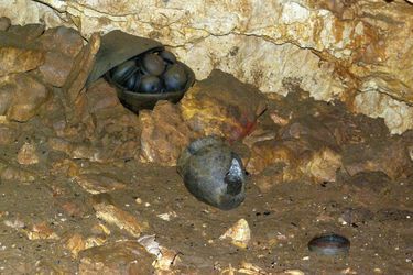Les restes d'une dizaine de personnes ont déjà été retrouvés, à même le sol ou dans des alcôves naturelles de la grotte, ainsi que des restes d'animaux, de foyers et de nombreuses céramiques, dont des dizaines intactes.