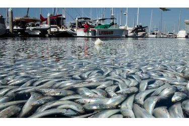 Hier matin, les habitants de Redondo Beach en Californie ont fait la macabre découverte de millions de poissons sans vie flottant à la surface de l&#039;eau de la marina de King Harbor. Une hécatombe qui s’expliquerait a priori par un manque d&#039;oxygène. Des analyses sont en cours pour faire la lumière sur cet événement qui inquiètent les autorités –qui ne savant par ailleurs pas quoi faire de tous ces cadavres… 