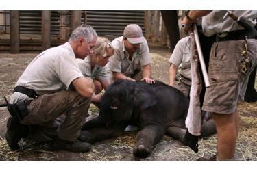 Il y a deux jours, une équipe de vétérinaires australiens établissait la mort du bébé d&#039;un éléphant du zoo de Sydney. Une erreur de diagnostic : un éléphanteau a finalement vu le jour et la maman éléphante se porte bien !