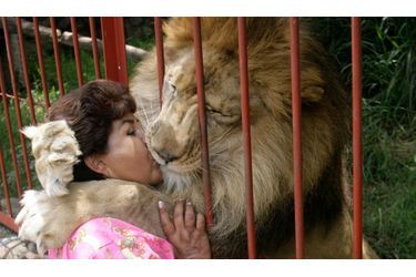 L&#039;histoire est connue. Il y a déjà dix ans, Ana Julia Torres sauvait Jupiter, un lion africain qui appartenait à un cirque ambulant où il était maltraité. Elle l’avait recueilli, soigné et nourri dans sa villa ‘Lorena’ à Cali (Colombie), où elle recueille des animaux blessés. Visiblement, Jupiter est toujours aussi reconnaissant à l&#039;égard de sa sauveteuse... 
