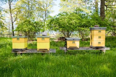 Les ruches dans le parc de Haga à Solna, le 18 mai 2020