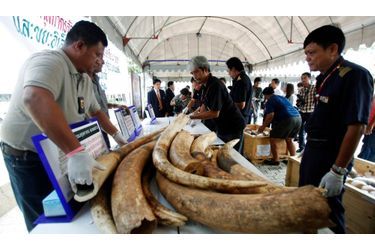 Les douanes thaïlandais ont effectué une saisie-record de 73 défenses d'éléphant, venues du Mozambique, à l'aéroport de Bangkok. Leur valeur atteignerait les 300000 euros.