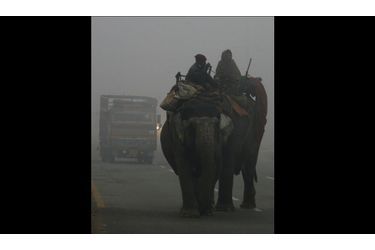  Ces hommes affrontent un épais brouillard à dos d’éléphant, par une froide matinée à New Delhi. Les températures ont considérablement chuté dans cette région, entraînant la mort de deux personnes, selon les médias locaux. 