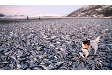 Un chien est tenu en laisse sur une plage recouverte de harengs morts à Kvennes, au nord de la Norvège. Des milliers de poissons se sont échoués sur le rivage, phénomène inexpliqué par les scientifiques.