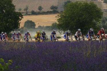 Le peloton passe devant un champ de lavande, lors de l'étape Pont Du Gard -Gap,le 24 juillet.&nbsp;
