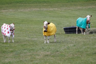 Entre Dole et les Rousses, des vaches portent les maillots distinctifs du Tour de France. 