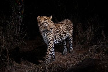 Un leopard classique, photographié entre février et avril 2018 dans le comté de Laikipia, au Kenya.