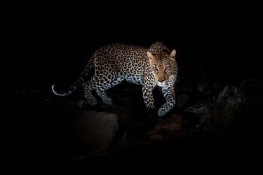 Un leopard classique, photographié entre février et avril 2018 dans le comté de Laikipia, au Kenya.