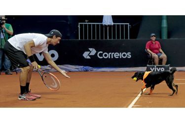 Au tournoi de Sao Paulo, les ramasseurs de balles sont des chiens