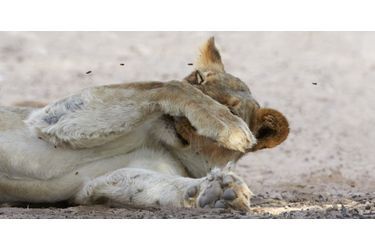 Les abeilles perturbent la sieste de la lionne, en Afrique du Sud