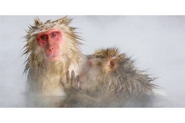 Au Japon, les macaques sont détendus