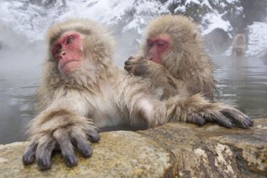Au Japon, les macaques sont détendus