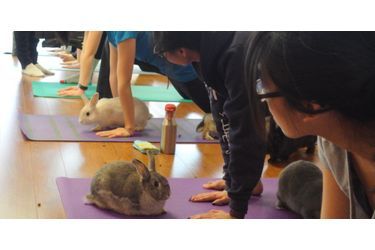 Cours de yoga avec lapins, au Sunberry Fitness de Richmond, au Canada
