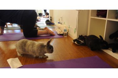 Cours de yoga avec lapins, au Sunberry Fitness de Richmond, au Canada