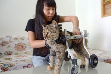 Guolai le chat paralysé revit