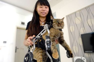 Guolai le chat paralysé revit