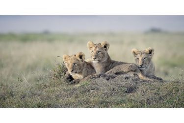 Instant tendresse chez les lions du Masai Mara, au Kenya