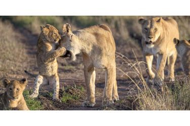 Instant tendresse chez les lions du Masai Mara, au Kenya