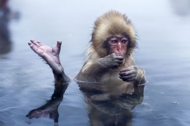Instants de tranquillité dans le Parc aux singes de Jigokudani, au Japon