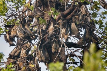 L'impressionnante migration des chauve-souris en Zambie