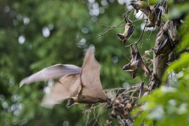 L'impressionnante migration des chauve-souris en Zambie
