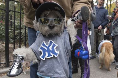 La parade des chiens déguisés pour Halloween de Manhattan