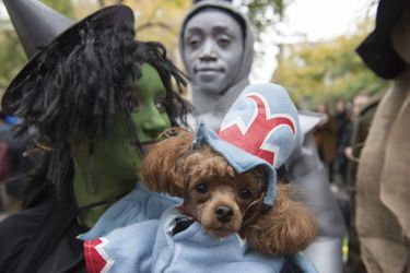 La parade des chiens déguisés pour Halloween de Manhattan