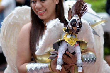 La parade des chiens déguisés pour Halloween de Quezon