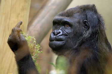 Le gorille est de mauvaise humeur… et le fait savoir