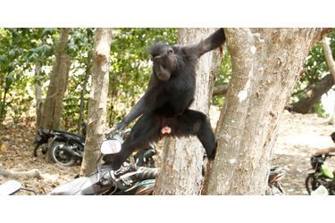 Le macaque découvre son reflet dans un rétroviseur, en Indonésie