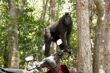 Le macaque découvre son reflet dans un rétroviseur, en Indonésie