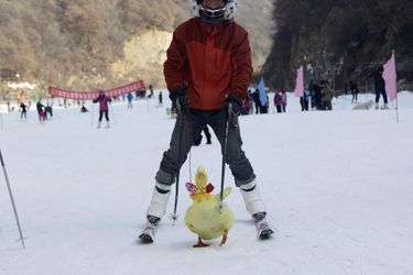 Le participant à une compétition de ski et son canard de compagnie à Sanmenxia, en Chine