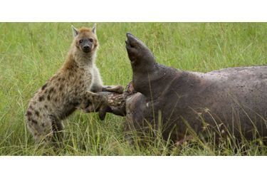 Les lions contraints de partager avec les hyènes