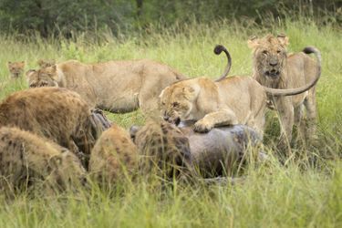 Les lions contraints de partager avec les hyènes
