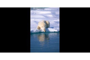 Panda géant : comment et où vit-il ? Tout savoir sur le panda