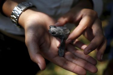 Les petites tortues repartent vers la liberté au Guatemala