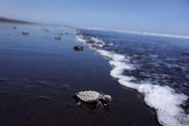 Les petites tortues repartent vers la liberté au Guatemala
