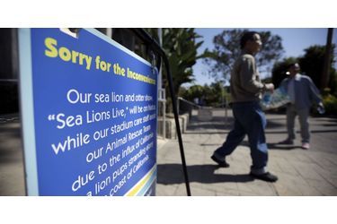 Les soigneurs du SeaWorld de San Diego viennent en aide aux otaries échouées sur les plages californiennes