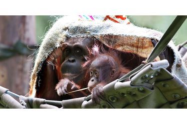 Mali et Tatau, touchant duo mère-fille d&#039;orang-outans, photographiées en avril 2014