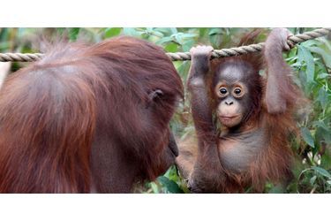 Mali et Tatau, touchant duo mère-fille d&#039;orang-outans, photographiées en décembre 2013