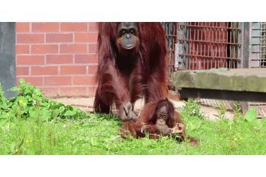 Mali et Tatau, touchant duo mère-fille d&#039;orang-outans, photographiées en juin 2015