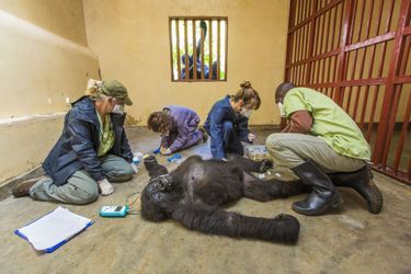 Marcus Westberg est issu de la catégorie &quot;Photojournalisme: Image seule&quot;. Maisha, une gorille de 12 ans, est examinée par les spécialistes du parc national du Virunga, en République démocratique du Congo, sous le regard inquiet de Ndeze, un gorille orphelin âgé de neuf ans.Image prise au Canon 5D Mark III + 16-35mm f2.8 lens at 16mm; 1/80 sec at f4.5; ISO 1600. 