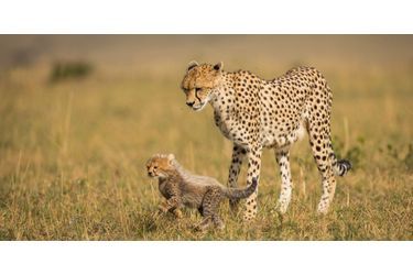 Moment de tendresse pour les jeunes guépards du Masai Mara