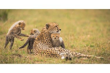 Moment de tendresse pour les jeunes guépards du Masai Mara