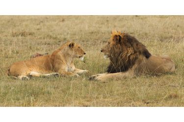 Querelle amoureuse chez les lions au Kenya