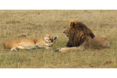 Querelle amoureuse chez les lions au Kenya