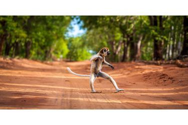 Sifaka, le lémurien danseur de Madagascar