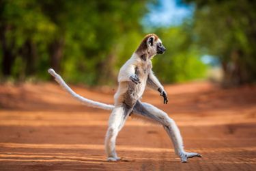 Sifaka, le lémurien danseur de Madagascar
