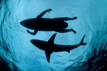 Thomas P Peschak est issu de la catégorie &quot;Photojournalisme: Image seule&quot;. Près de Durban, en Afrique du Sud, les requins attirent de nombreux plongeurs. Les squales cohabitent avec les surfeurs, et les attaques sont rares.Image prise au Nikon D700 + 16mm lens; 1/1600 sec at f18; ISO 500; Subal housing. 