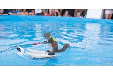 Twiggy l&#039;écureuil star du jet-ski aux X Games en juin 2015